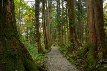 Mysterious landscape of  the forest in Japan