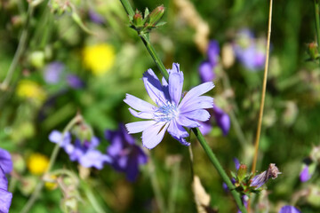 Cichorium intybus