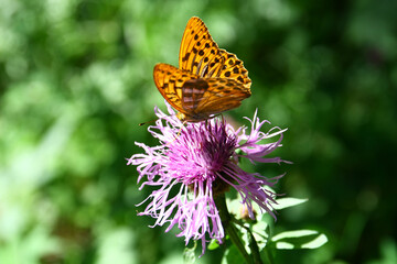 Silver-washed fritillary
