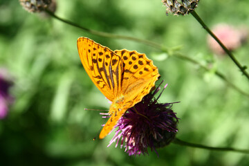 Silver-washed fritillary