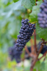 Grapes on the vineyards along the Red Wine Trail in the Ahr Valley, Germany