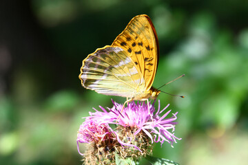 Silver-washed fritillary
