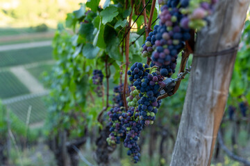 Grapes on the vineyards along the Red Wine Trail in the Ahr Valley, Germany