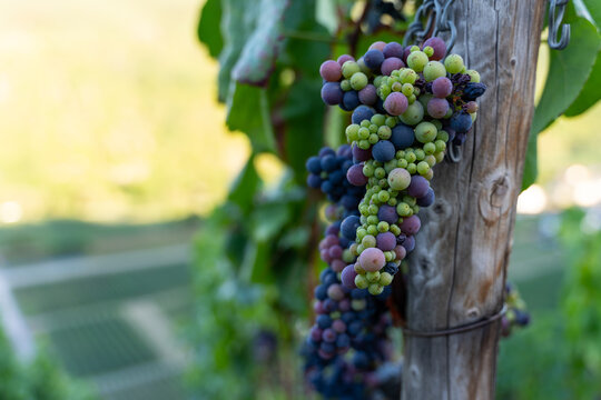 Grapes on the vineyards along the Red Wine Trail in the Ahr Valley, Germany