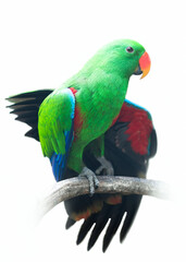 Fototapeta na wymiar green parrot lorikeet isolated on white background