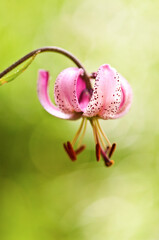 ORCHIDEA