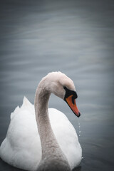 Swan