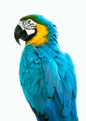 Fototapeta premium blue and yellow parrot macaw ara ararauna isolated on white background