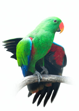 Green Parrot Lorikeet Isolated On White Background