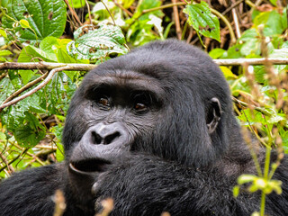 Gorilla in Bwindi Impenetrable Forest National Park, Uganda.