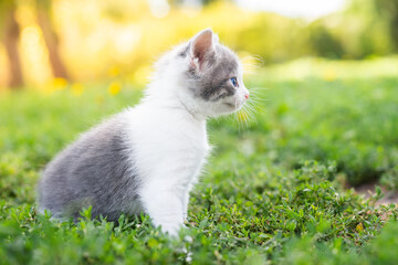 kitten on the grass