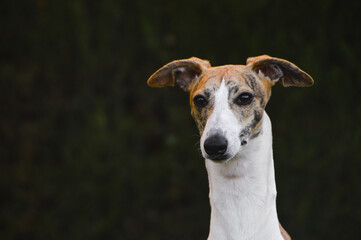 Cabeza de Whippet mirando hacia un lado