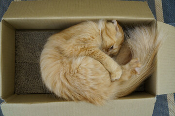 箱の中で足についたマタタビ粉をなめる猫（マンチカン）