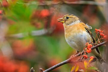 Obraz premium Brambling bird, Fringilla montifringilla, in winter plumage feeding berries