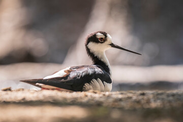 Black-necked stilt, Himantopus mexicanus, wader bird posing and foraging.