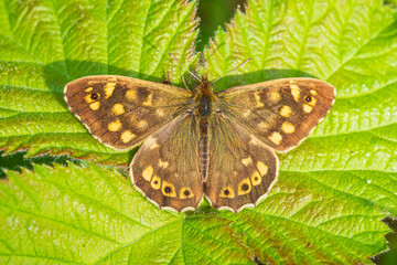 Speckled wood butterfly Pararge aegeria top view