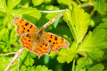Comma butterfly Polygonia c-album resting top view