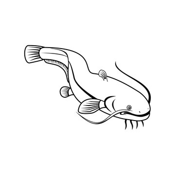 recommend clip art: Sheatfish or Wels Catfish Swimming Down Retro Black and White