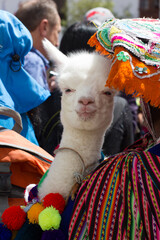 Alpaca