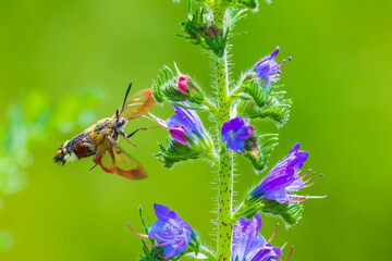 Broad-bordered bee hawk-moth Hemaris fuciformis, feeding on purple flowers