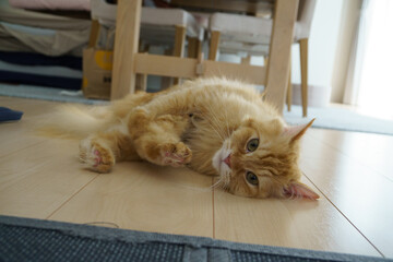 足についたマタタビ粉をなめる猫（マンチカン）