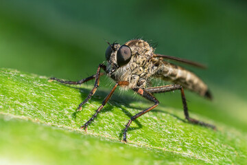 Large robber fly macro sitting on a green leaf seen from low angle