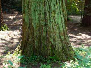 Fototapeta premium Arboretum de Masjoan, Espinelves, Girona