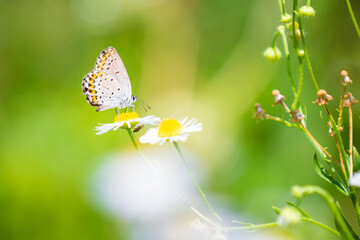 Polyommatus escheri, Escher's blue, resting