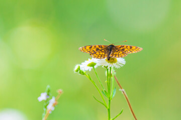 Melitaea deione provençal fritillary butterfly