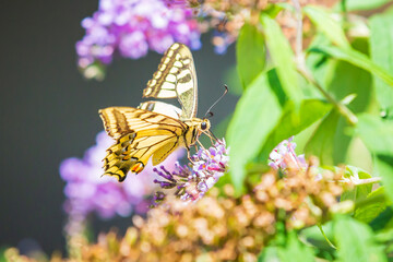 Papilio machaon, the Old World swallowtail, butterfly