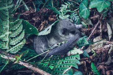 small wounded dormouse in the woodland