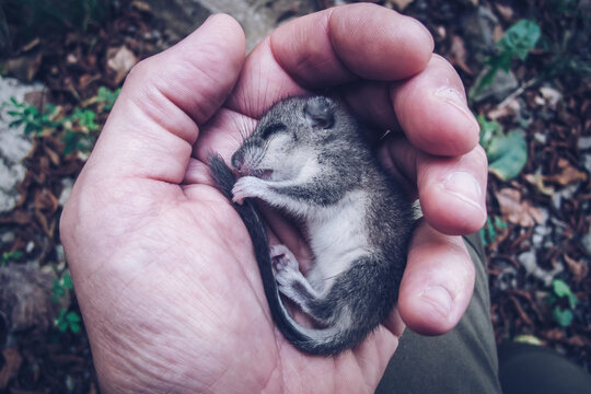 small wounded dormouse in the hand of a man