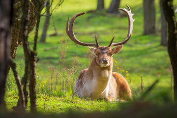 Fallow deer stag Dama Dama in a forest