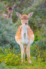 Female fallow deer doe or hind, Dama Dama