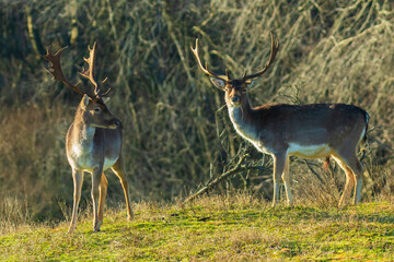 Fallow deer stag Dama Dama with big antlers