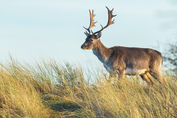 Fallow deer stag Dama Dama