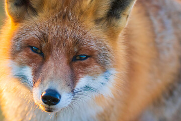 Wild red fox, vulpes vulpes, at sunset