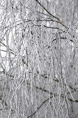 Winter snowy scene. Snow on the branches of trees in the city Park. On horizon  road with moving vehicles. New year. Calm blurry snow flakes winter background with copy space.