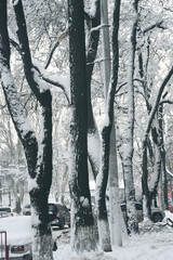 Winter snowy scene. Snow on the branches of trees in the city Park. On horizon  road with moving vehicles. New year. Calm blurry snow flakes winter background with copy space.