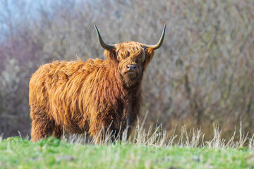Closeup of brown red Highland cattle, Scottish cattle breed Bos taurus with big long horns