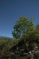 Fototapeta na wymiar Trees and Blue Sky in the Garden in Brazil