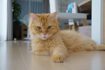 毛づくろいする猫（マンチカン）