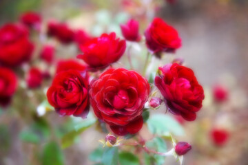 Beautiful red roses with copy space and soft blur for backgrounds. Floral abstract background