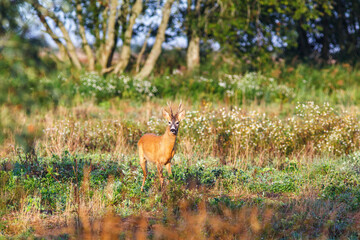 Roe deer on a blooming meadow at the forest edge, looking at the camera
