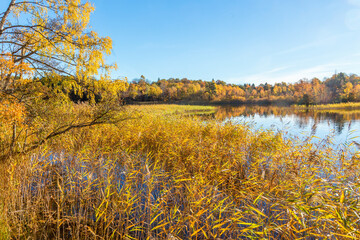 Fototapeta premium Lake view with reeds in the autumn