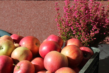 jabłka wrzosiec jesień - obrazy, fototapety, plakaty