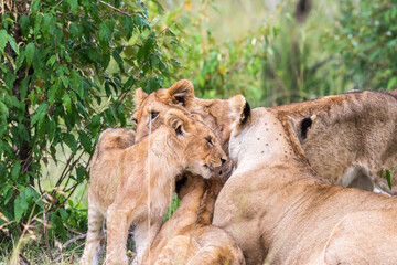 Lioness playing with playful cubs