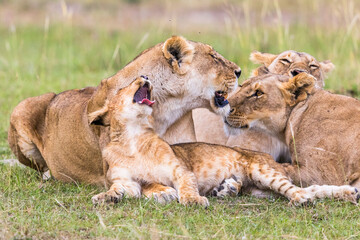 Fototapeta na wymiar Playful Lion Cub with his flock