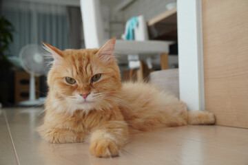 伏せをする猫（マンチカン）