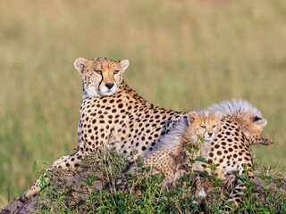 Watchful Cheetah with two cubs lying and resting